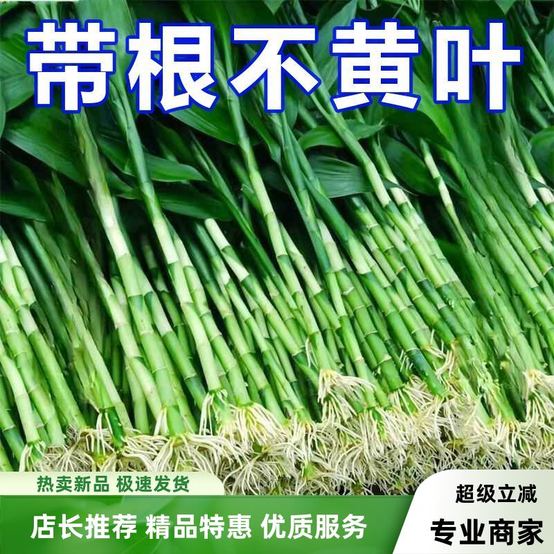 水养带根竹富贵竹带根须富贵竹带根粗大绿植大型盆栽植物