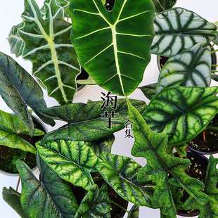 伴兮 海芋绿植盆栽耐热室内观叶植物大仙女白犀牛魔镜黄貂鱼铜叶