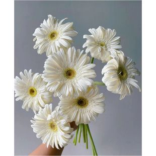 非洲菊鲜切花水培鲜花插花花束基地直发A级鲜花混色搭配（带瓶）