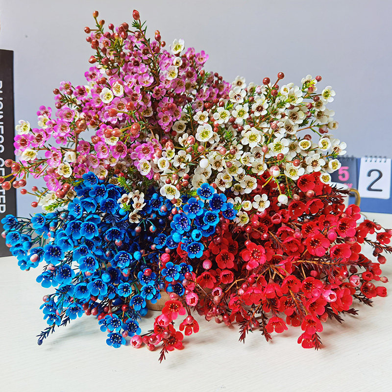 澳洲腊梅买一束送一束