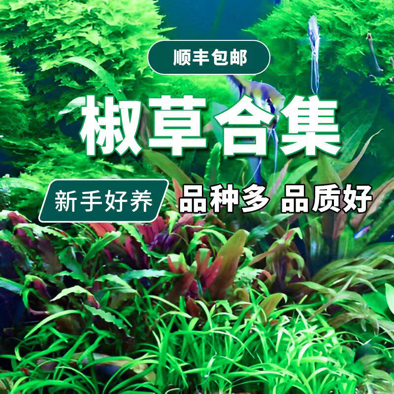 火鸟椒草前景鱼草缸水草植物阴性真草净水懒人套餐无碳水下叶活体