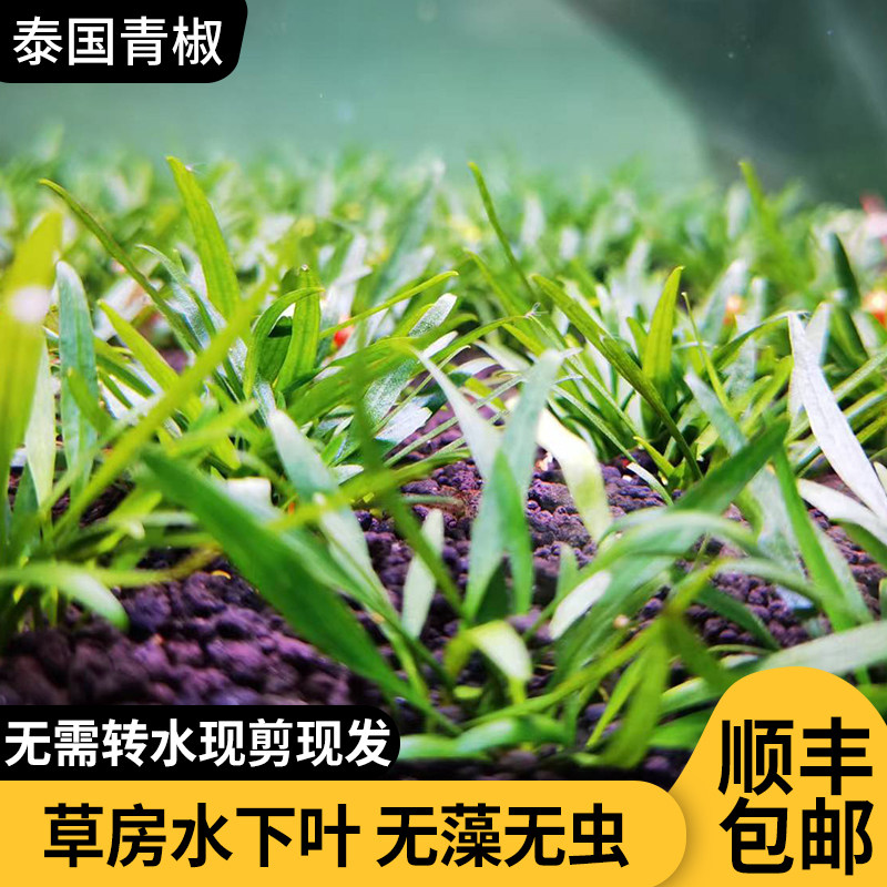 泰国青椒阴性椒草无需二氧化碳新手懒人前中景草好养易活无菌新手