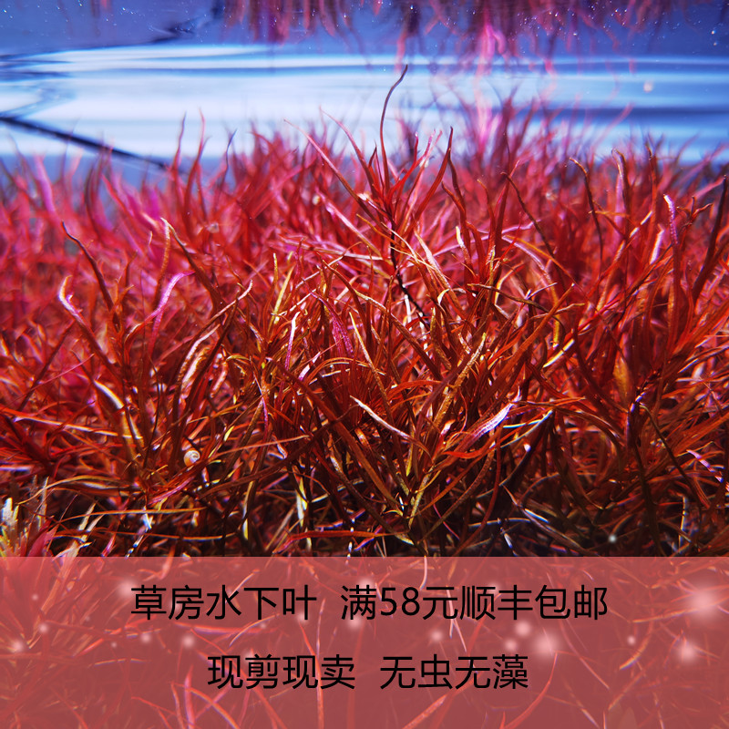 小红莓水草鱼缸草缸小红梅水下叶活体真水草淡水阳性植物懒人造景