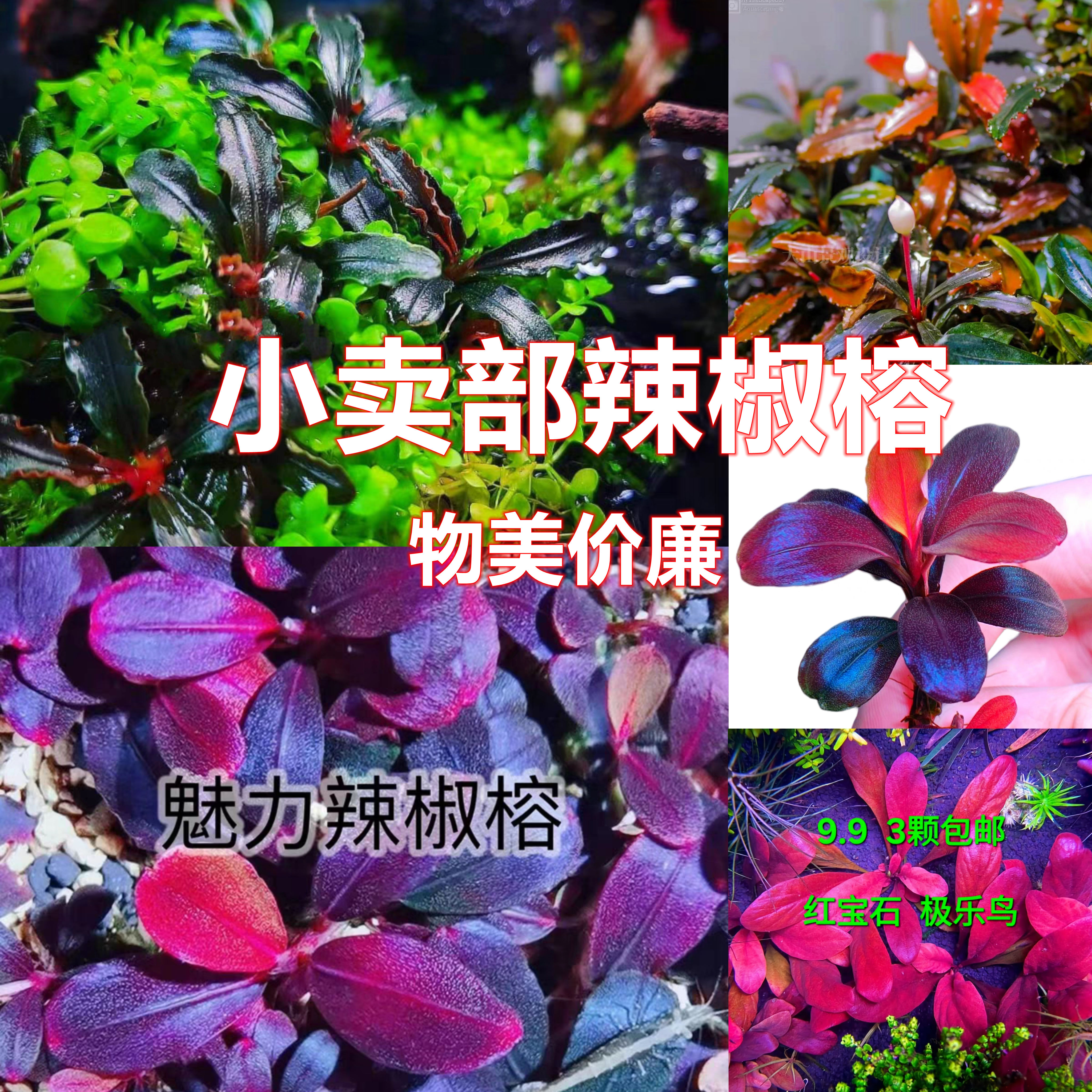 辣椒榕水下叶高端草沉木造景