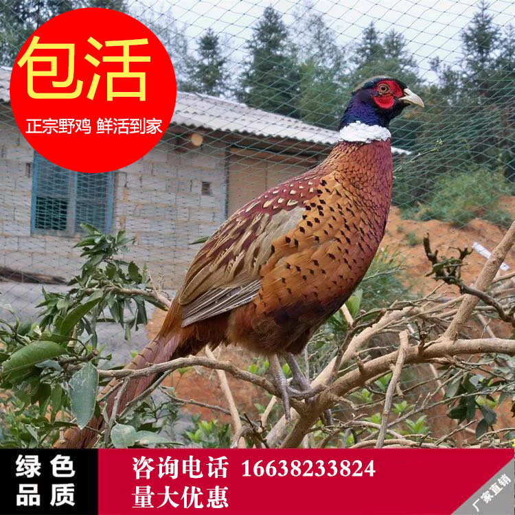 2只一对七彩山鸡 散养土鸡 七彩山鸡活体 山鸡活体珍珠鸡包邮包活