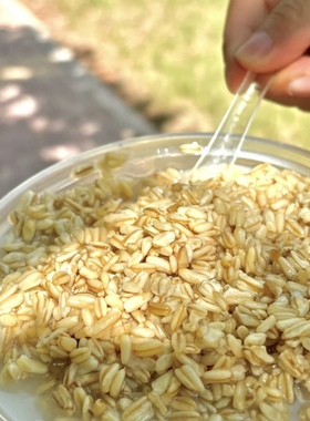 甘肃兰州特产甜胚子燕麦醪糟放哈甜胚子奶茶店专用莜麦酒酿酸奶