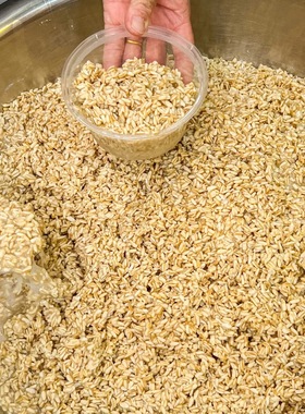 甘肃兰州特产甜胚子燕麦醪糟放哈甜胚子奶茶店专用莜麦酒酿酸奶