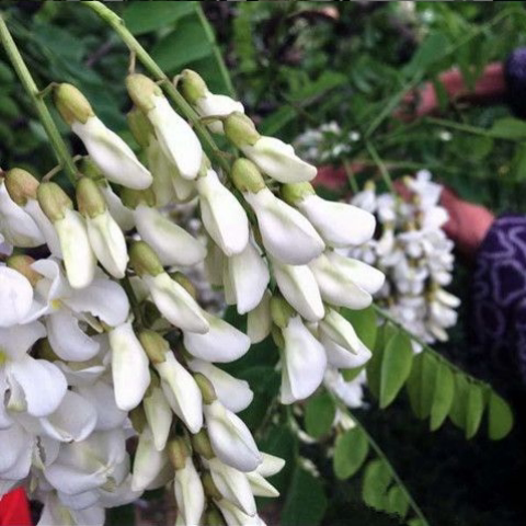 现摘现发野生杨槐花新鲜榆钱野菜洋槐花花骨朵农家自产干槐花111