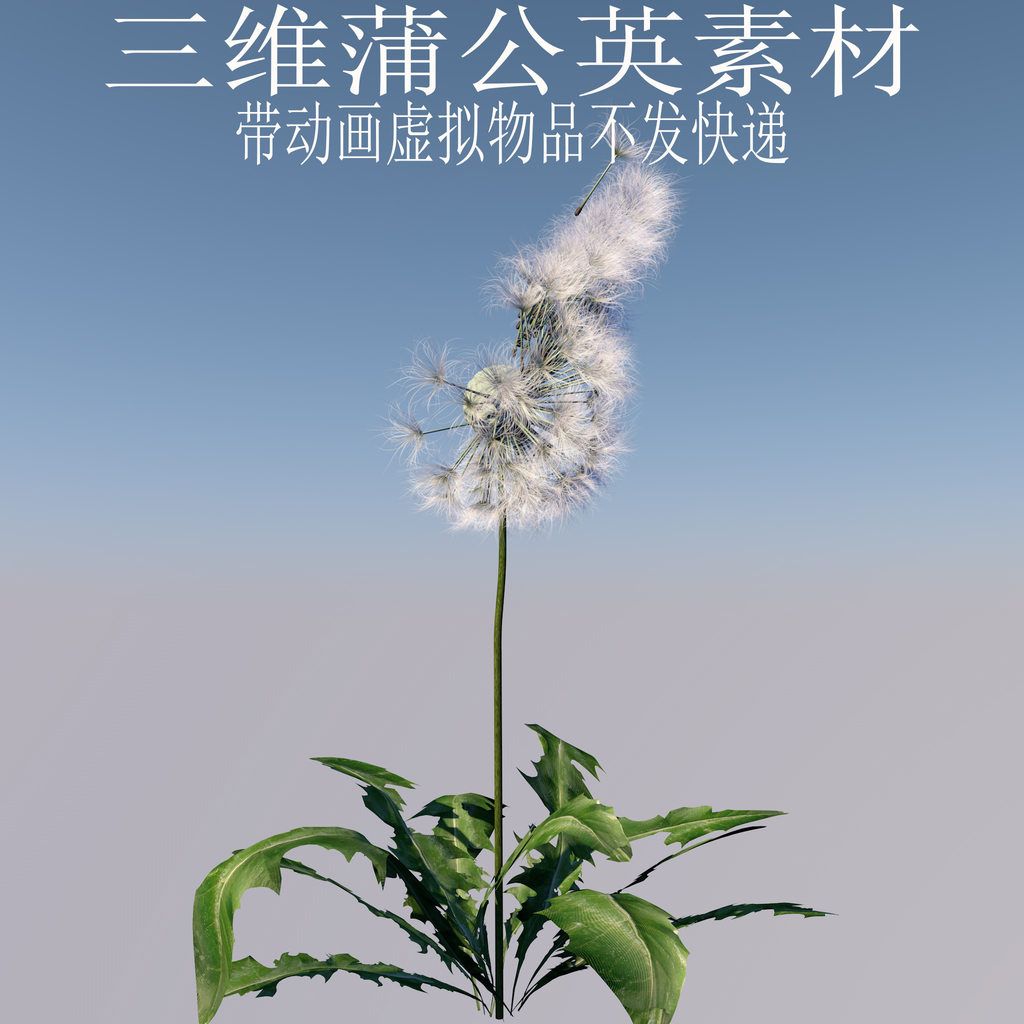 C4D蒲公英模3ds婆婆丁模型fbx植物模型obj动画素材