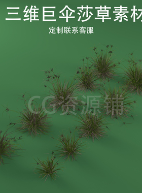三维C4D巨伞莎草3ds伞莎草fbx旱伞草九龙吐珠伞草轮伞莎草花草0bj