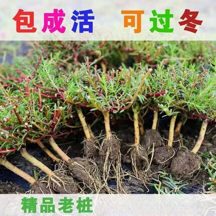重瓣太阳花老桩宿根牡丹玫红紫玫红王素材花苗带花苞盆景造型