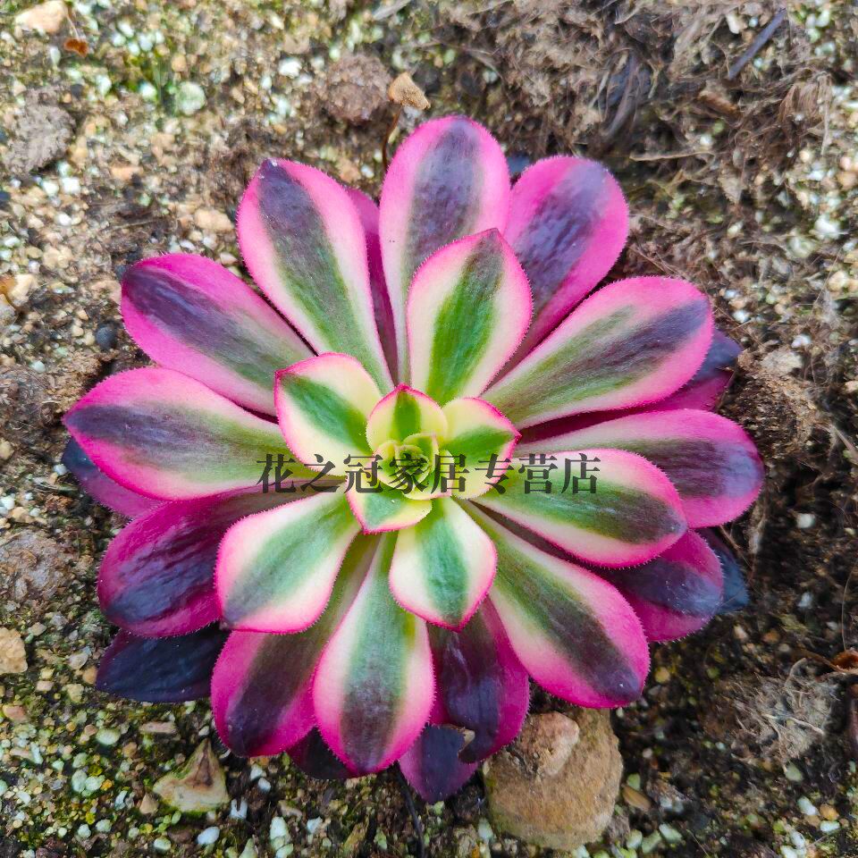 美杜莎法师多肉植物老桩大颗好养红覆轮锦黑法师室内小苗绿植盆栽