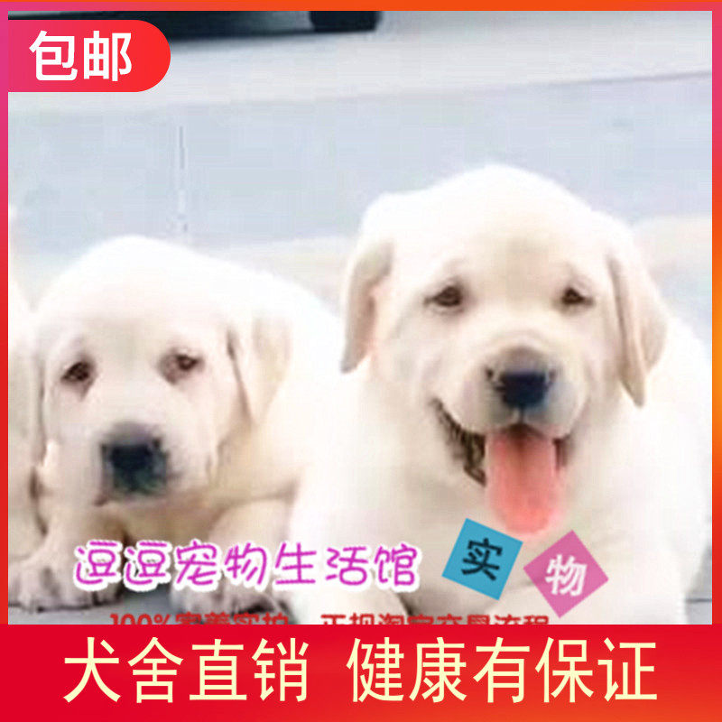 家养实拍 精品系列 奶白色拉布拉多幼犬导盲犬短毛宠物狗活体包邮
