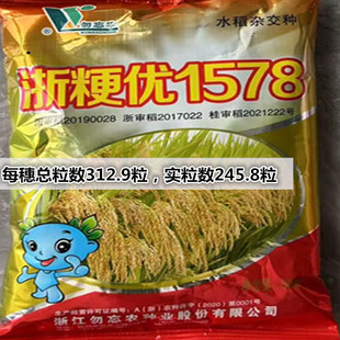 国审杂交水稻种子浙粳优1578比旱优73高产优质杂交粳谷种圆粒新种