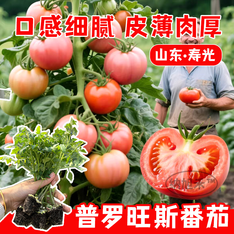 普罗旺斯西红柿苗秧大果沙瓤大粉嫁接番茄老品种山东寿光草莓蕃茄