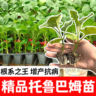 托鲁巴姆种籽纯茄子嫁接专用砧木种子野生抗病强种苗装春夏秋冬季