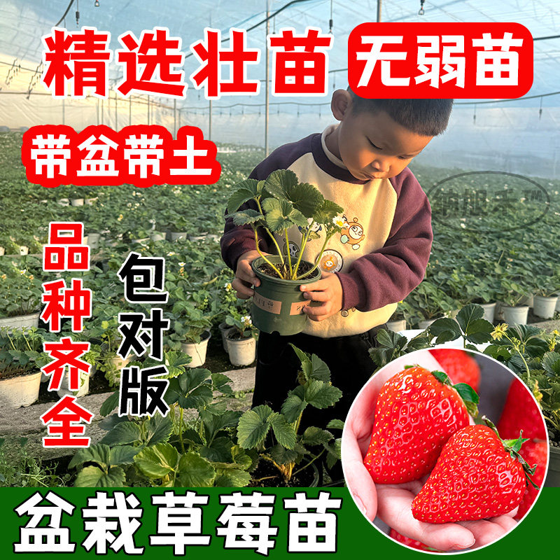 盆栽四季草莓秧苗优质盆栽结果秋季室外农家高产水果植物蔬菜阳台