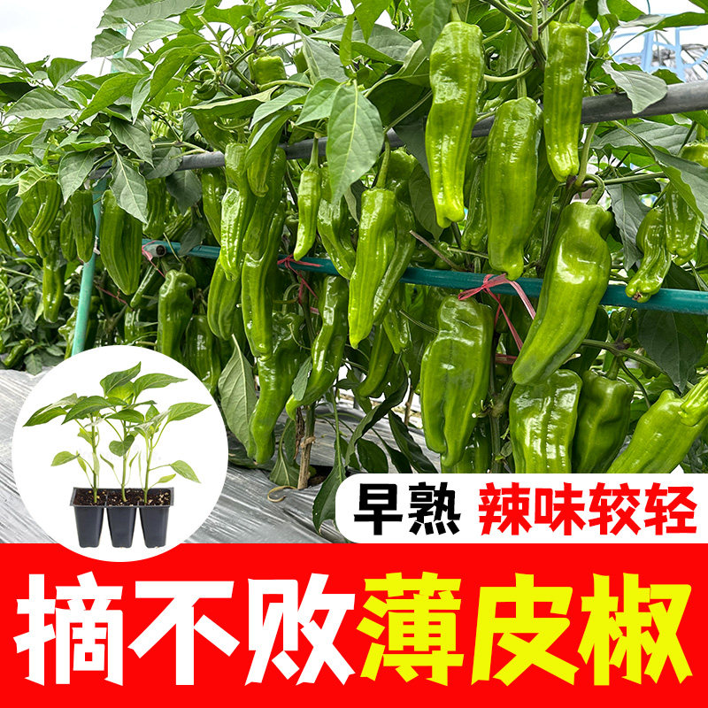 四季薄皮青椒苗秧苗高产皱皮虎皮蔬菜种子/种苗