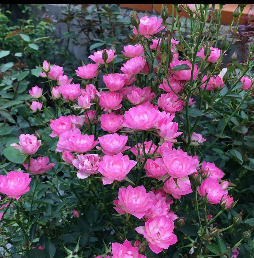 日本天荷繁星月季阳台微型月季微月花卉好养绿植小盆栽姬月季欧月