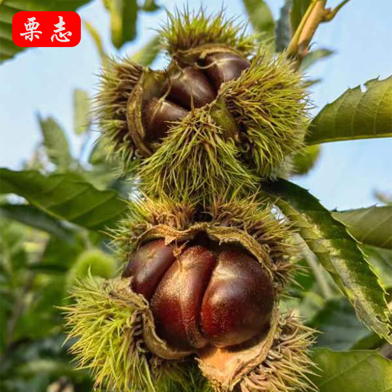 现摘正宗3113遵化 迁西板栗生新鲜 大粒野生河北特产遵化栗志栗子