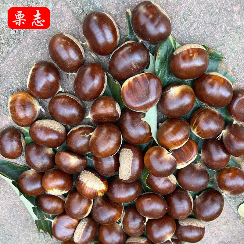 正宗新下树遵化迁西栗志生新鲜板栗甜糯特选特产野生唐山即食栗子