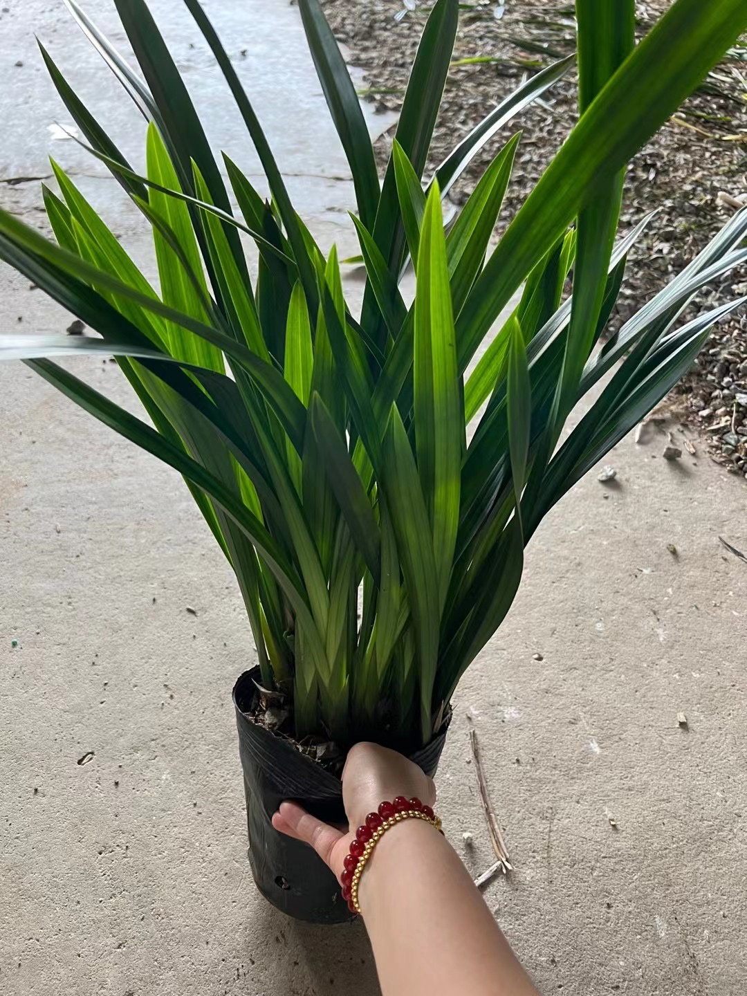 浓香兰花企墨宽叶金边墨兰企黑爪蜜蜂兰大花蕙兰香兰建兰花卉绿植