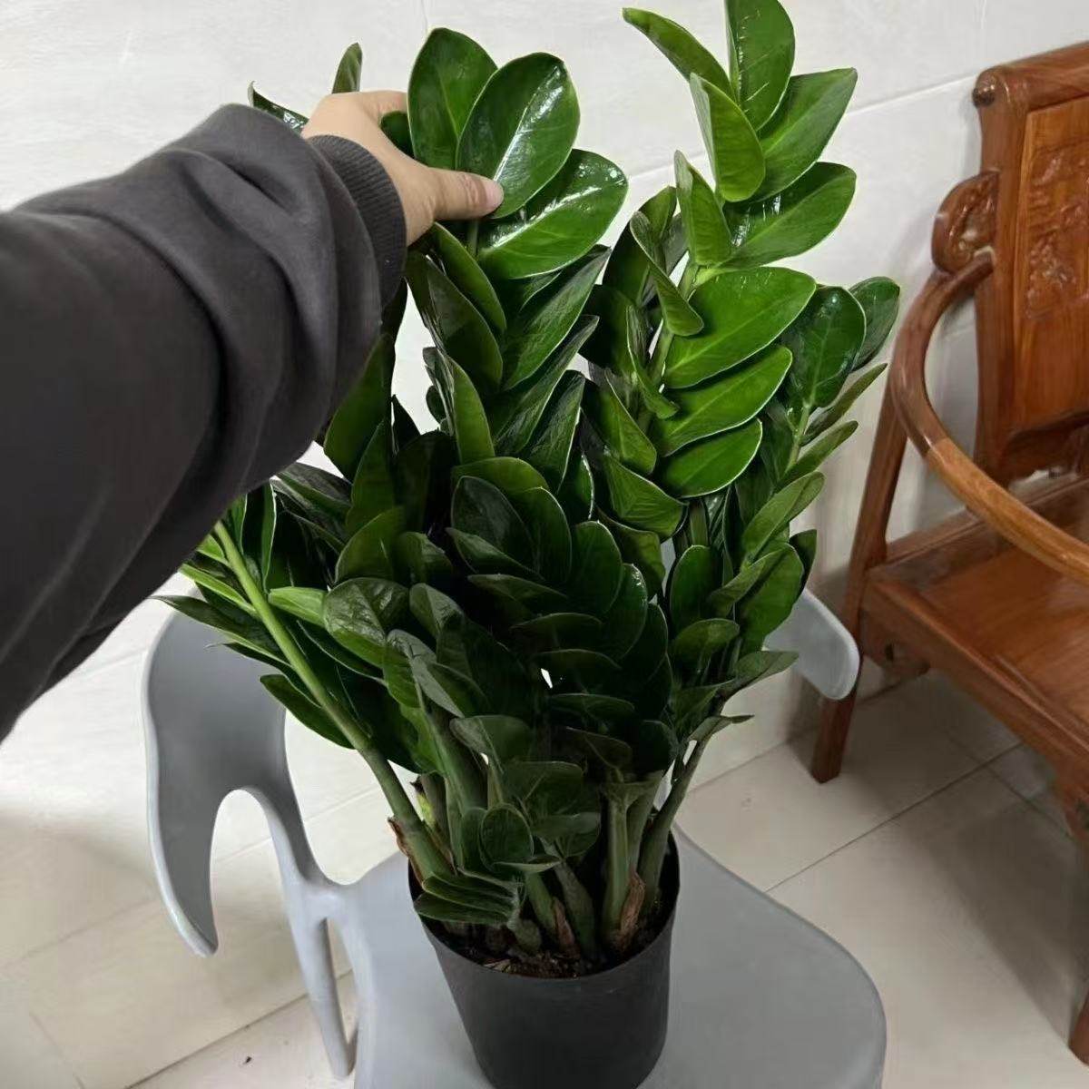 圆叶金钱树盆栽植物发财树摇钱树花卉室内室外客厅好养四季,鲜花速递/花卉仿真/绿植园艺,大型绿植/成品组合盆栽,淘宝优惠券,粉丝福利购,淘宝优惠卷