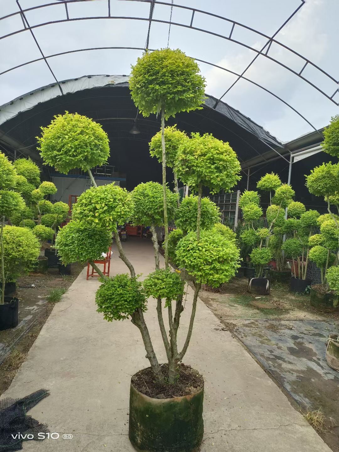 亮晶小叶女贞球形柠檬之光各种造型树四季常青棒棒糖植物庭院树苗