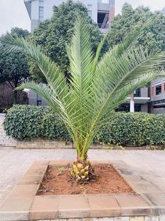 加拿利海枣树针葵海景别墅庭院植物净化空气美观热带风景树新品
