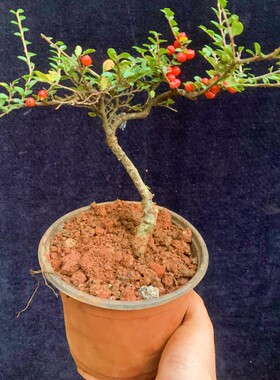 红花栒子红果开花结果四季常绿