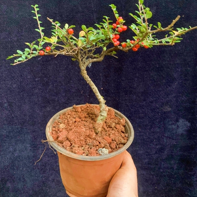 红花栒子红果开花结果四季常绿