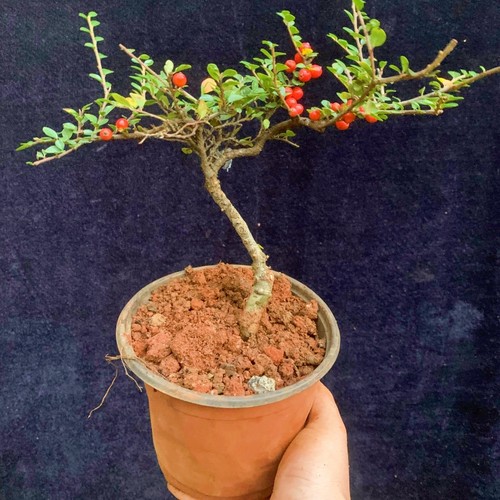 红花栒子红果开花结果四季常绿