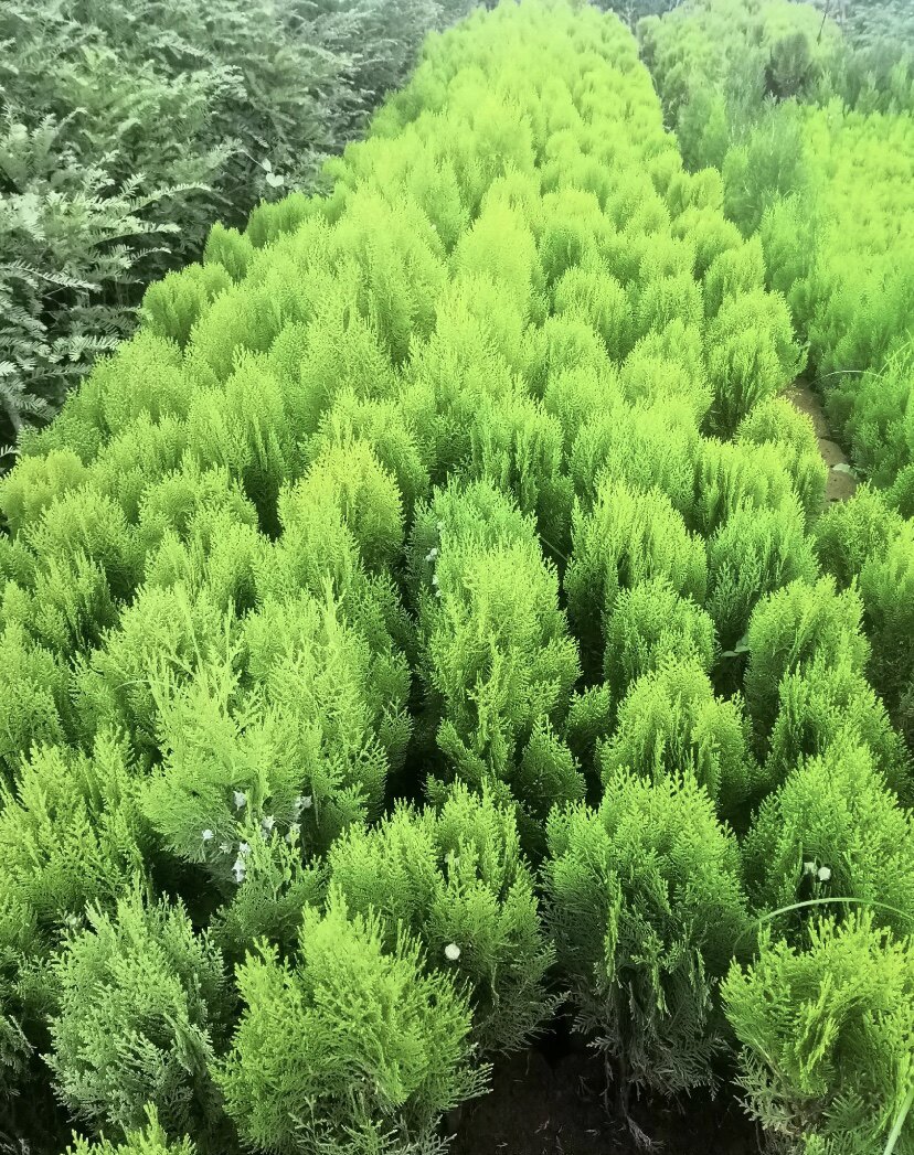 洒金柏四季常绿小盆景庭院苗占地苗绿化景观苗木好养带土包邮耐寒