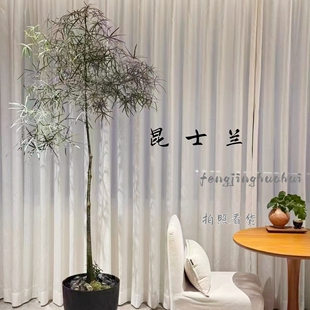 昆士兰瓶杆树网红盆栽叶片翠绿茂盛生长状态好高度约1.6米可挑选
