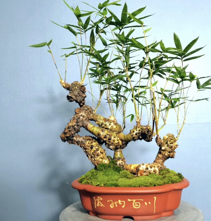 簕竹小叶老桩带刺阳台书房庭院植物盆栽四季常绿原创设计吹风