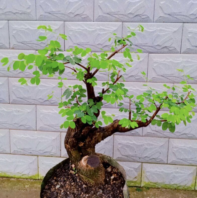 羊蹄甲小盆景沧桑悬崖临水好养植物开花结果绿箩清香木舍利包邮