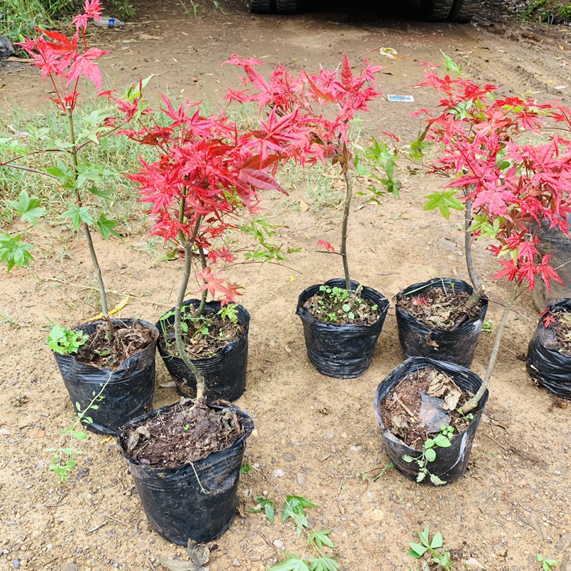 绿植红枫庭院四季红红枫庭院绿植