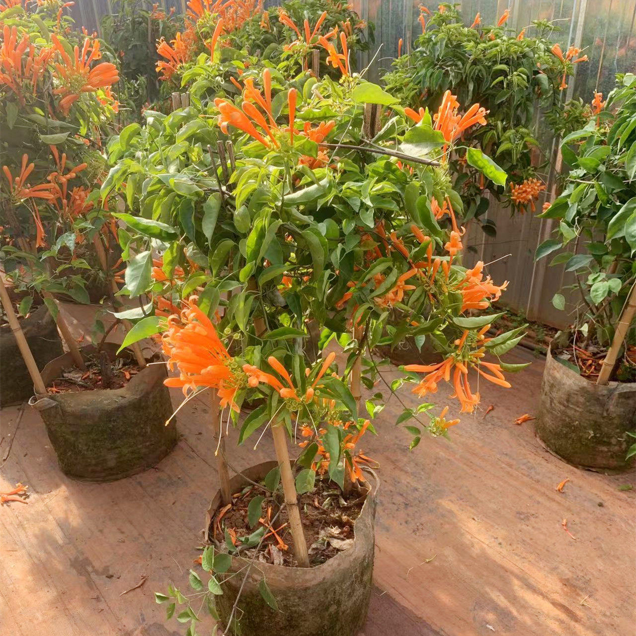 炮仗花串串花爬藤开花花期长庭院围栏绿植鞭炮花垂吊花卉带土包邮