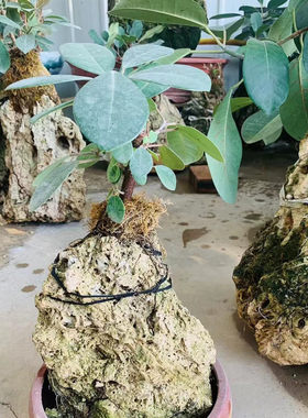 吸水石云南榕树清香木假山水培