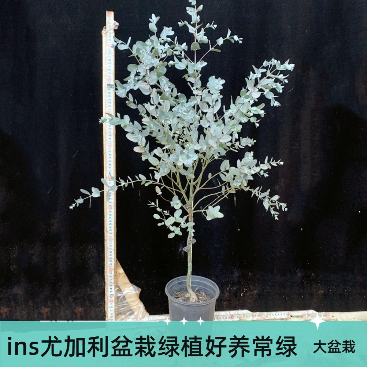 植物盆栽尤加利蓝宝贝大盆装北欧