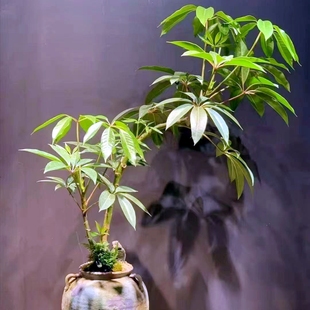 保罗大叶伞简约室内植物四季常绿耐阴好养带土包邮网红绿植造型树