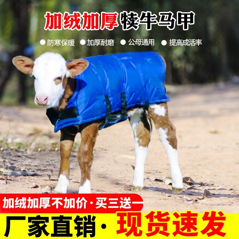 牛犊马甲小牛加厚防寒马甲牛犊子保暖防水棉衣养牛场犊牛保温衣服