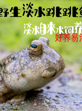 淡水跳跳鱼滩涂鱼自来水直接可养