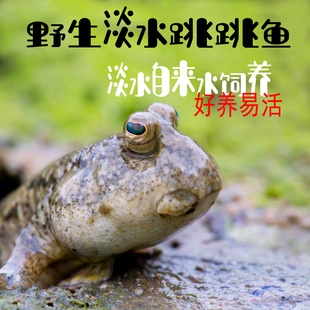 弹涂鱼跳跳鱼活鱼淡水红鳍水陆两栖观赏鱼网红摆摊小宠物淡化弹头