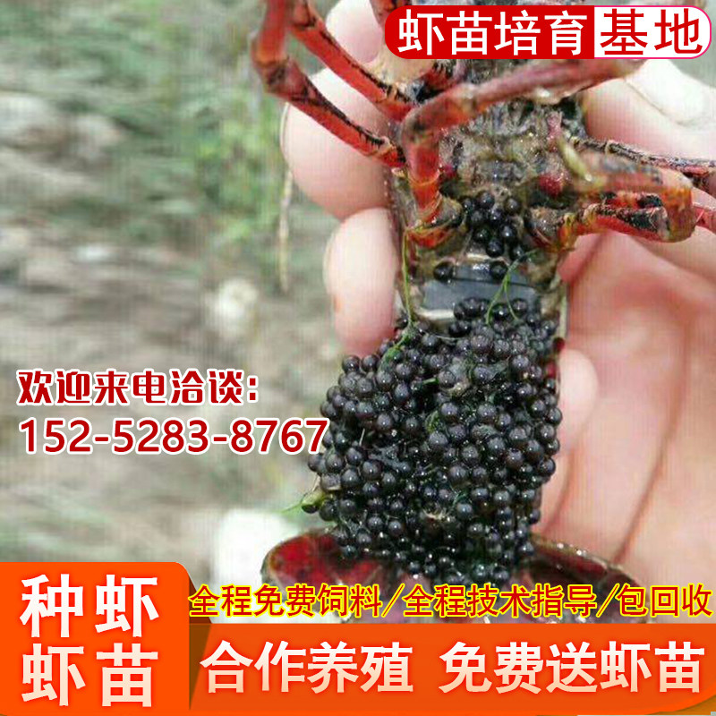 包邮小龙虾苗种虾鲜活苗幼苗淡水大龙虾抱卵活虾青虾活体塘口养殖