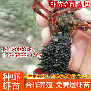 包邮小龙虾苗种虾鲜活苗幼苗淡水大龙虾抱卵活虾青虾活体塘口养殖