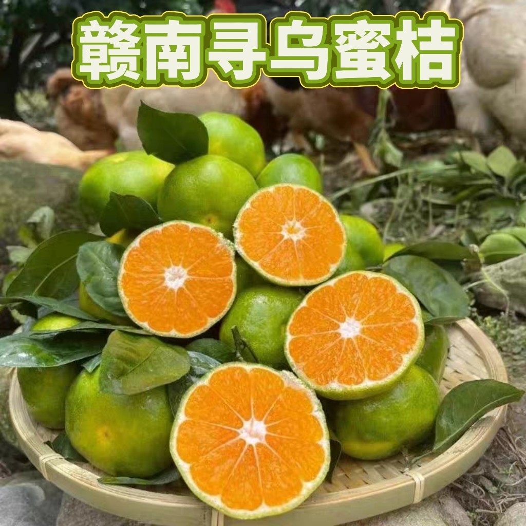江西寻乌青皮蜜桔皮薄无籽新鲜摘
