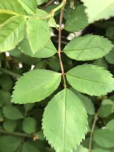 月季 花叶子绿金钟霍氏橙杆等片蟋类鸣虫食用无农药可放心食用