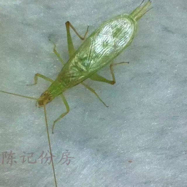 野生青竹蛉包活叫声好活体竹蛉鸣虫