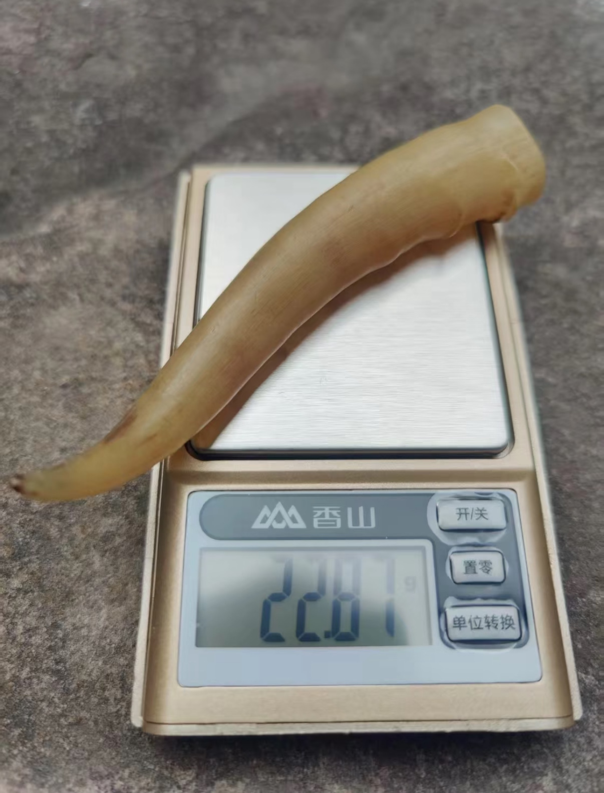 天然西藏整根羊角碎料段奥特曼可可西里西藏角丝粉中药材羚羊角图片